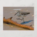 Search for sandpiper postcards Nature