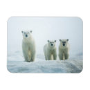 Search for three animals magnets Bear cub