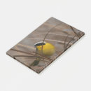 Search for warbler photography Wildlife