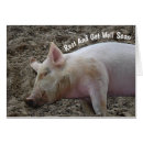 Search for hog photography Pig
