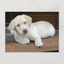 Search for yellow labrador retriever postcards Puppies