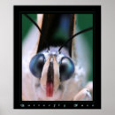 Search for macros posters Butterflies