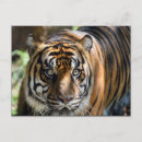 Search for tiger eyes postcards Wildlife