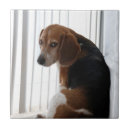 Search for attitude tiles Dog