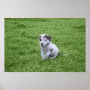 Search for american pit bull terrier posters Bully