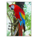 Search for macaws photography Tropical