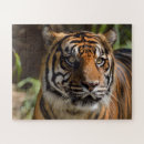 Search for tiger face puzzles Animal