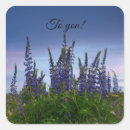 Search for lupine flower stickers Nature