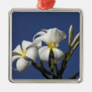 Search for plumeria christmas tree decorations Flora