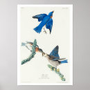 Search for audubon birds posters Birder