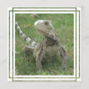 Search for iguanas invitations Reptile