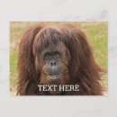 Search for ape monkey postcards Wildlife