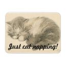 Search for napping magnets Kitten