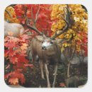 Search for whitetail buck stickers Nature