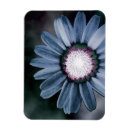 Search for daisy blue magnets Modern