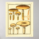 Search for vintage mushroom art posters Champignons