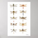 Search for beautiful dragonfly art Insect
