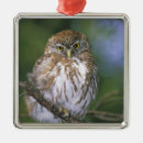 Search for chick christmas tree decorations Animals in the wild