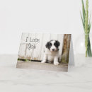 Search for border cards Border collie puppy