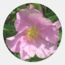 Search for wild rose stickers Wildflowers