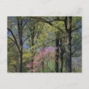 Search for louisville postcards Nature