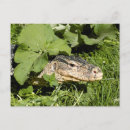 Search for monitor postcards Lizard