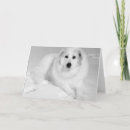 Search for giant cards Pets