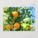 Search for fruit tree postcards Citrus