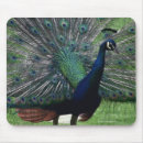 Search for tail feathers mousepads Bird