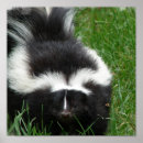 Search for skunk posters Animal