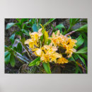 Search for cattleya orchid posters Garden