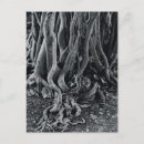 Search for roots photography Black and white
