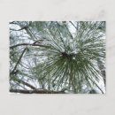 Search for pine needles postcards Nature