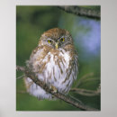 Search for juvenile art Owl