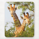 Search for giraffe pictures electronics Animal photos