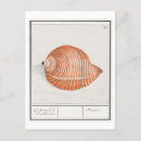 Search for vintage seashell postcards Illustration