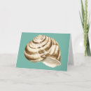 Search for conch shell cards Starfish