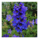 Search for delphinium art Larkspur