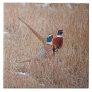 Search for pheasant tiles Nature