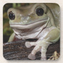Search for dumpy Amphibian
