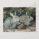 Search for c19th postcards Museum