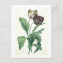 Search for no l postcards Botanical