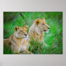 Search for lion posters Safari