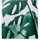 Search for scale leaf photography Plant