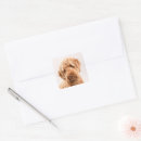 Search for mixed breed dog stickers Goldendoodle
