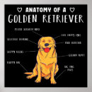 Search for funny golden retriever posters Dog lover