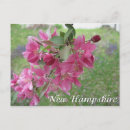 Search for apple blossoms postcards Pink