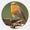 Search for robins stickers Redbreast