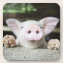 Search for pens coasters Nature