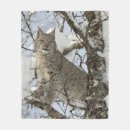 Search for wild cat lynx Wildlife